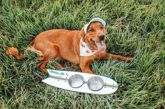 The Golden Life Kickflip Kibble Board dog feeder shaped like a skateboard with two stainless steel bowls, white board design with teal and orange racing stripes, and fixed black wheels. Get your Skateboard Dog Bowl today!