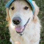 Corduroy Dog Hat – The Golden Life Collection