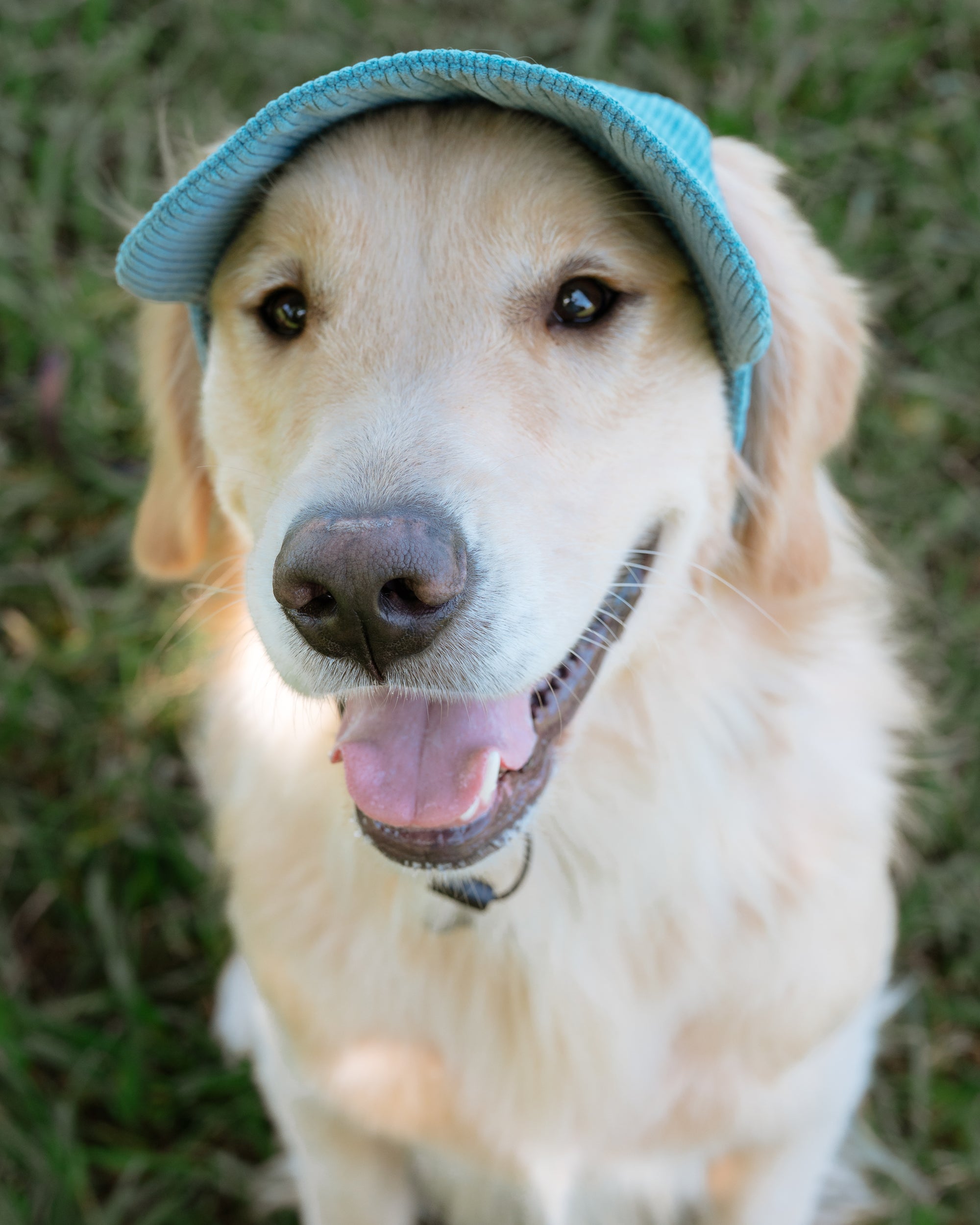 Corduroy Dog Hat – The Golden Life Collection