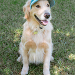 Corduroy Dog Hat – The Golden Life Collection