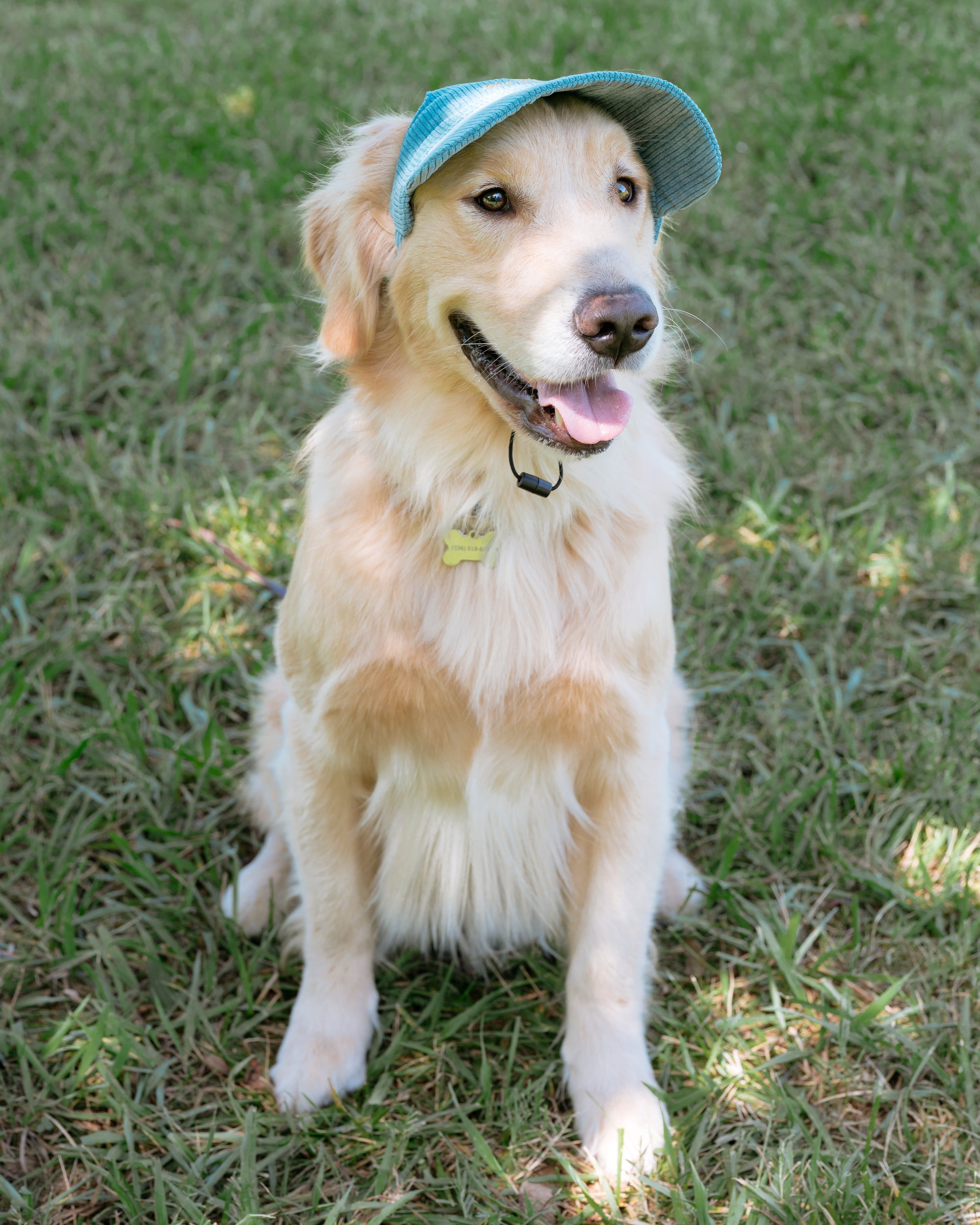 Corduroy Dog Hat – The Golden Life Collection