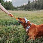 Corduroy Dog Hat – The Golden Life Collection