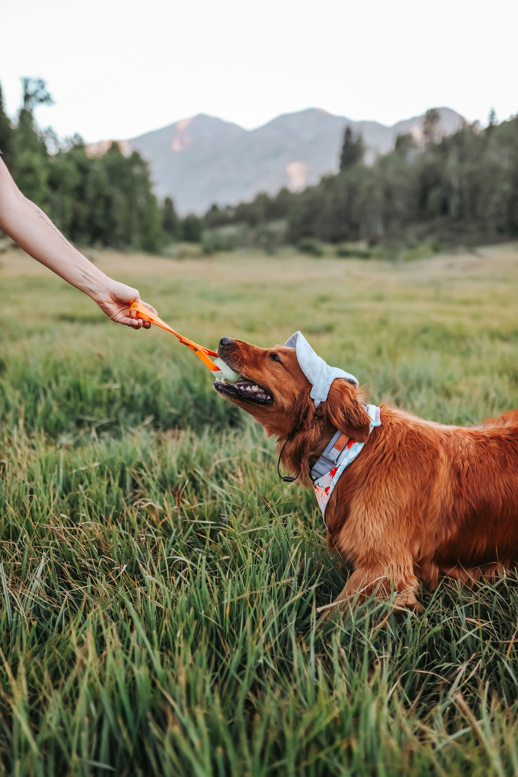 Corduroy Dog Hat – The Golden Life Collection