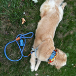 The Golden Life Trail Collar + Leash Kit