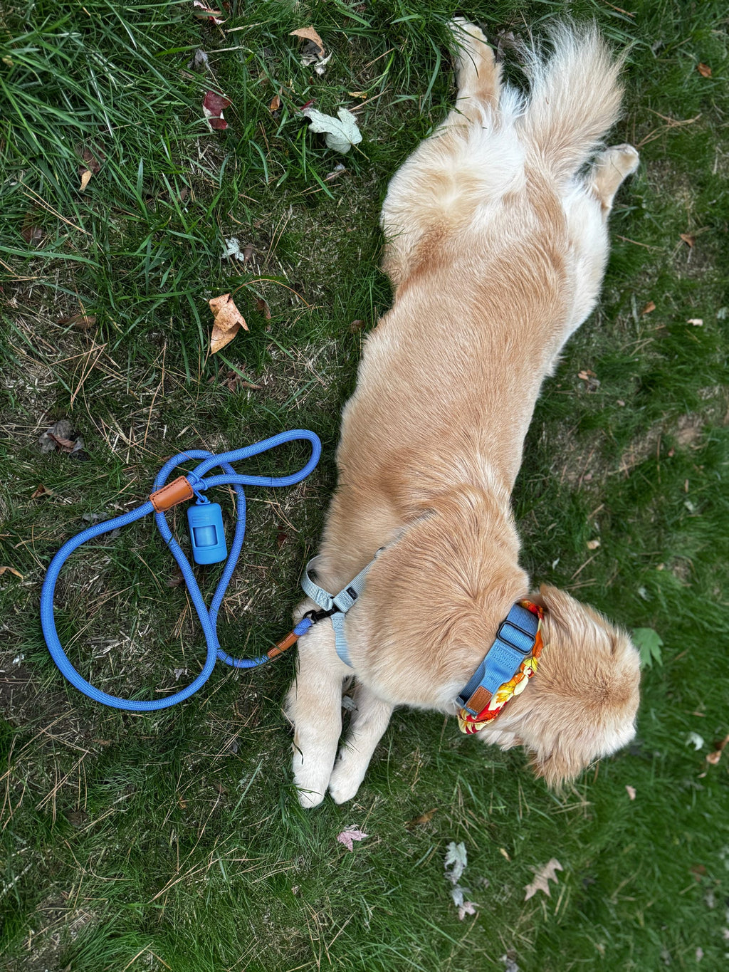 The Golden Life Trail Collar + Leash Kit