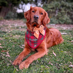 Velvet & Vibes Dog Bows