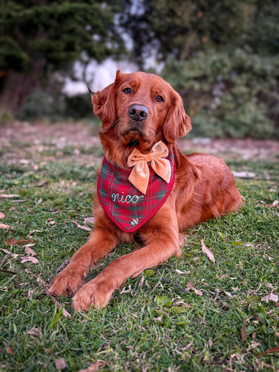 Velvet & Vibes Dog Bows
