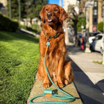 The Golden Life Trail Collar + Leash Kit