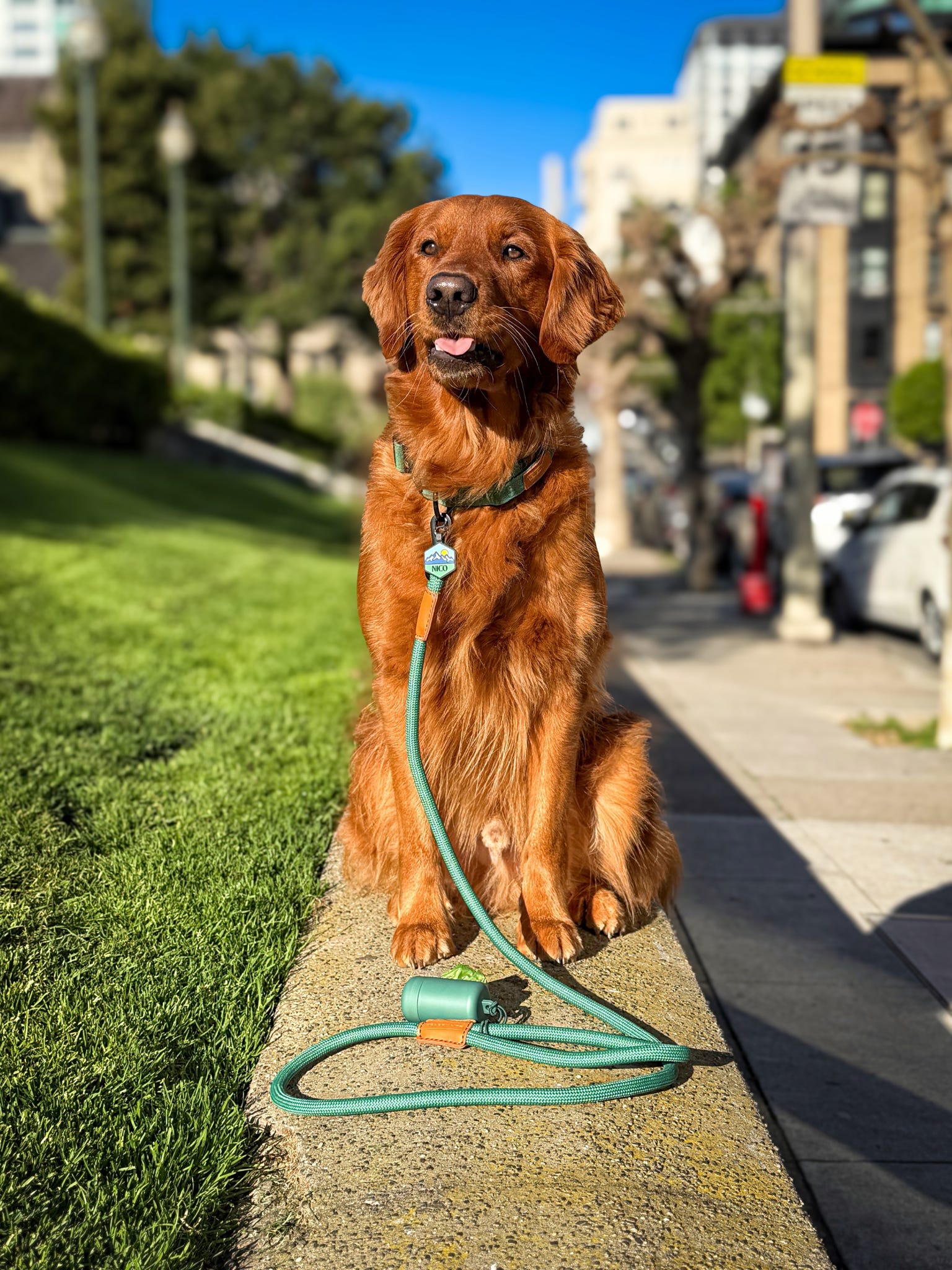 The Golden Life Trail Collar + Leash Kit