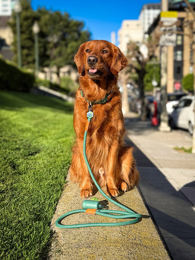 The Golden Life Trail Collar + Leash Kit