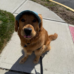 Build Your Own Dog Hat