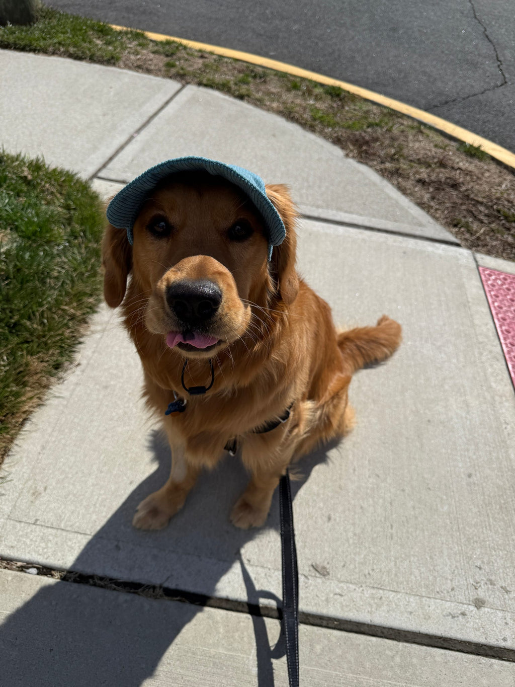 Build Your Own Dog Hat