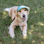 Corduroy Dog Hat – The Golden Life Collection