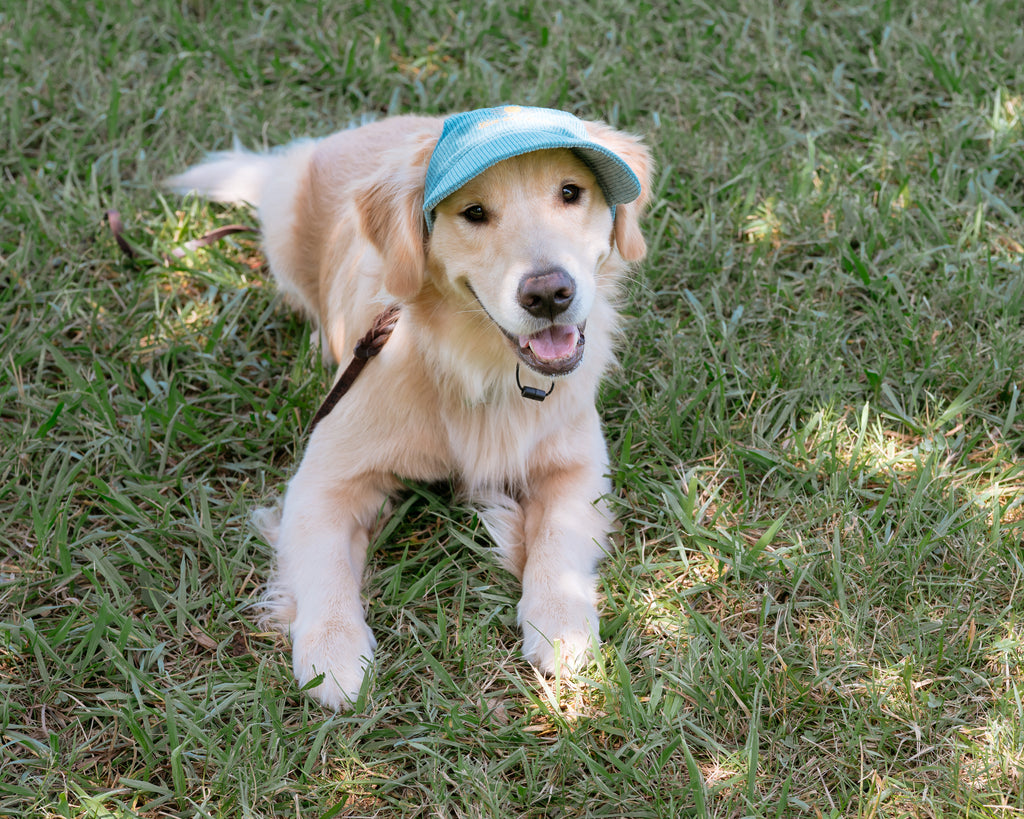 Corduroy Dog Hat – The Golden Life Collection