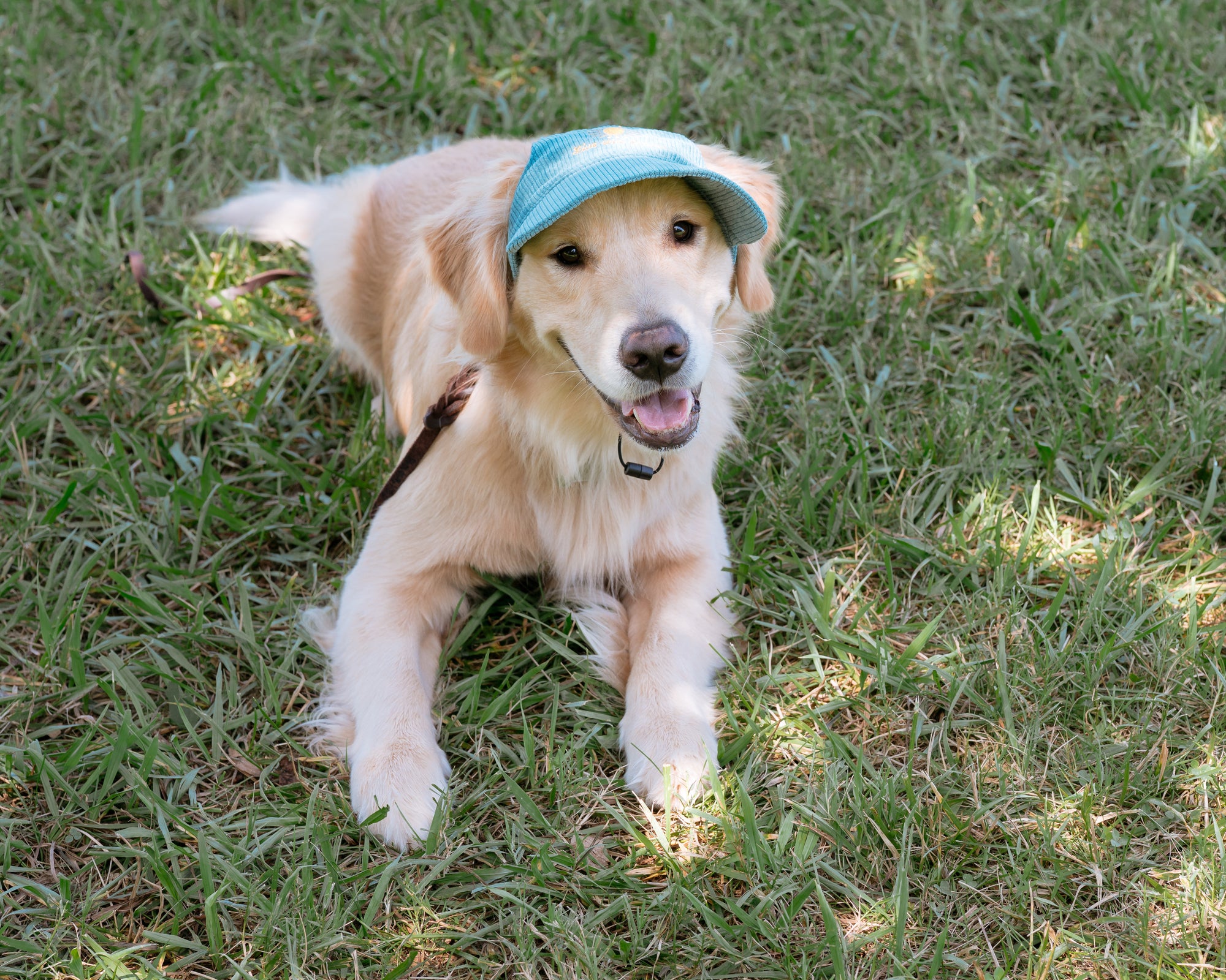 Corduroy Dog Hat – The Golden Life Collection