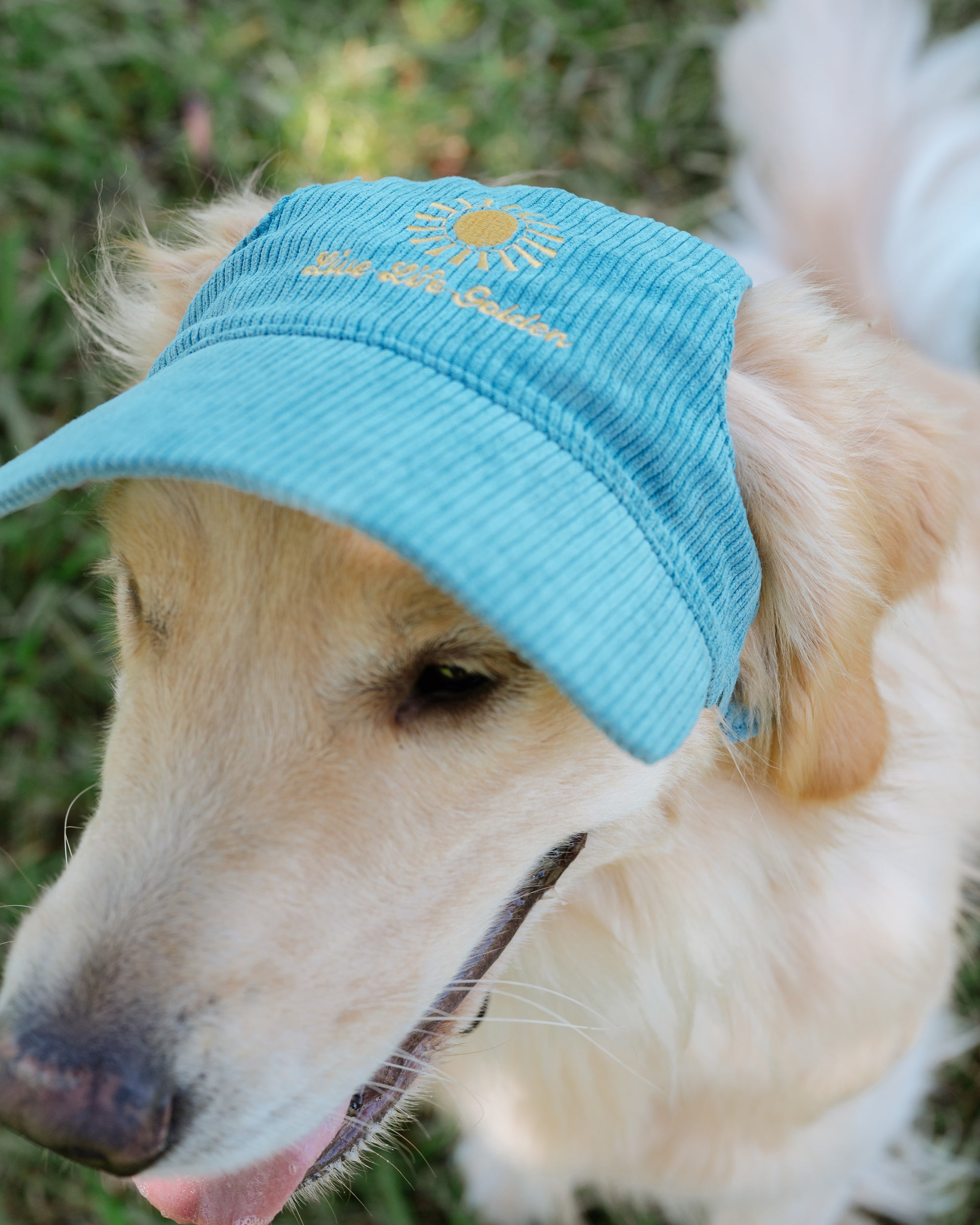 Corduroy Dog Hat – The Golden Life Collection