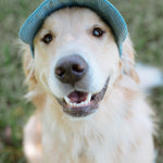 Corduroy Dog Hat – The Golden Life Collection