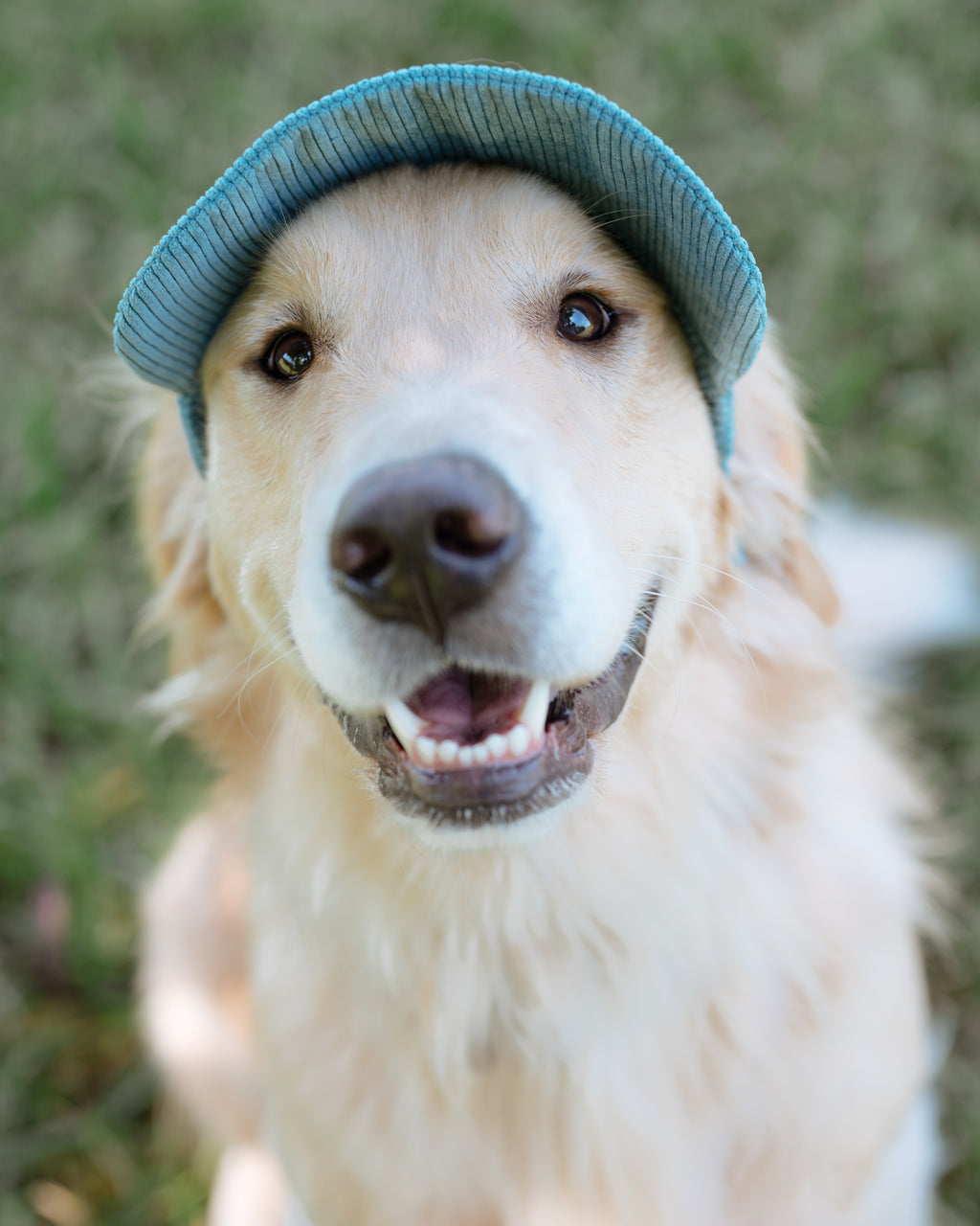 Corduroy Dog Hat – The Golden Life Collection