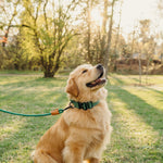 The Golden Life Trail Leash