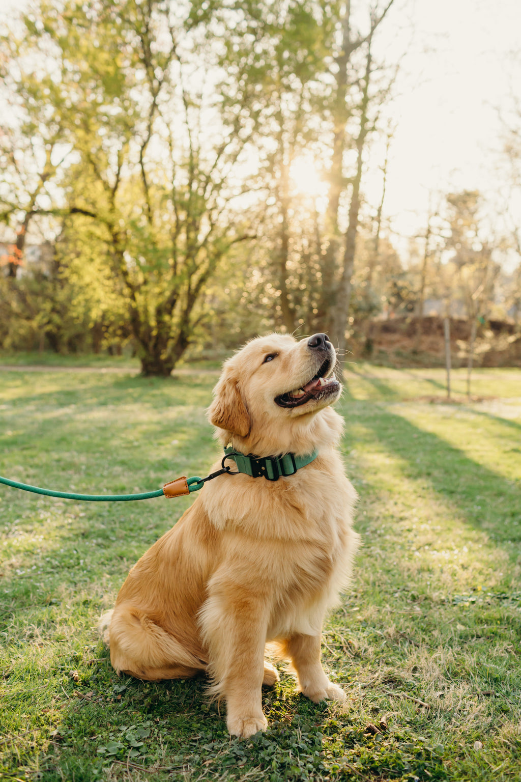 The Golden Life Trail Leash