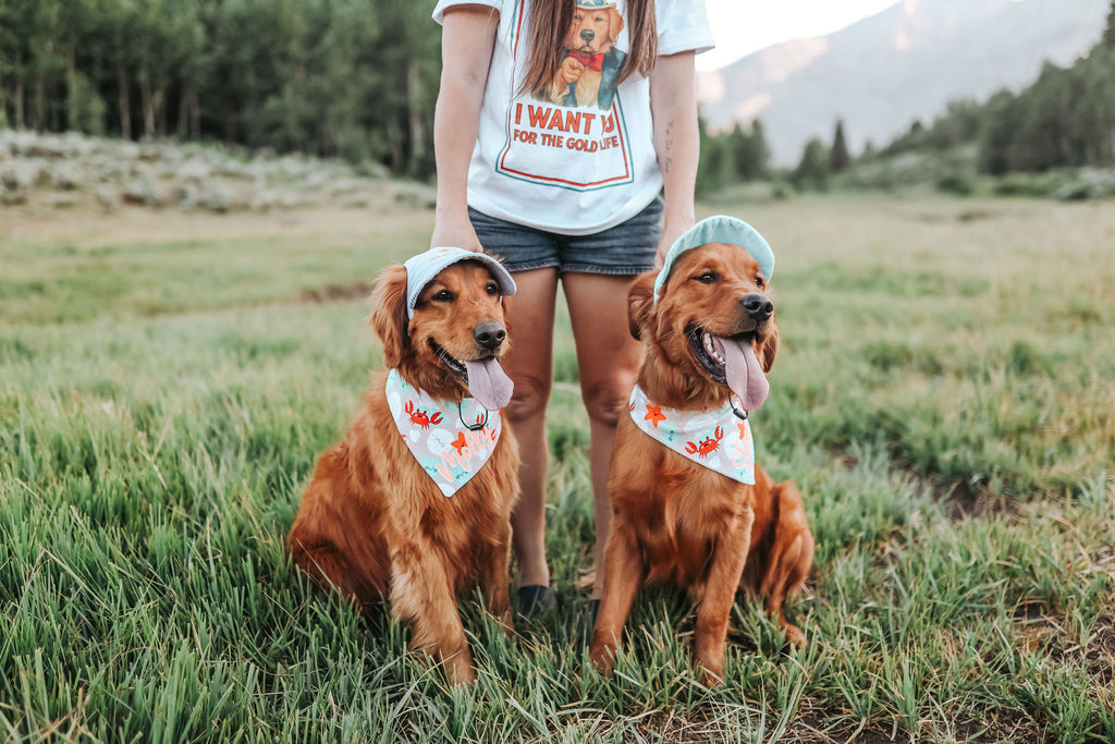 Corduroy Dog Hat – The Golden Life Collection