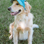 Corduroy Dog Hat – The Golden Life Collection