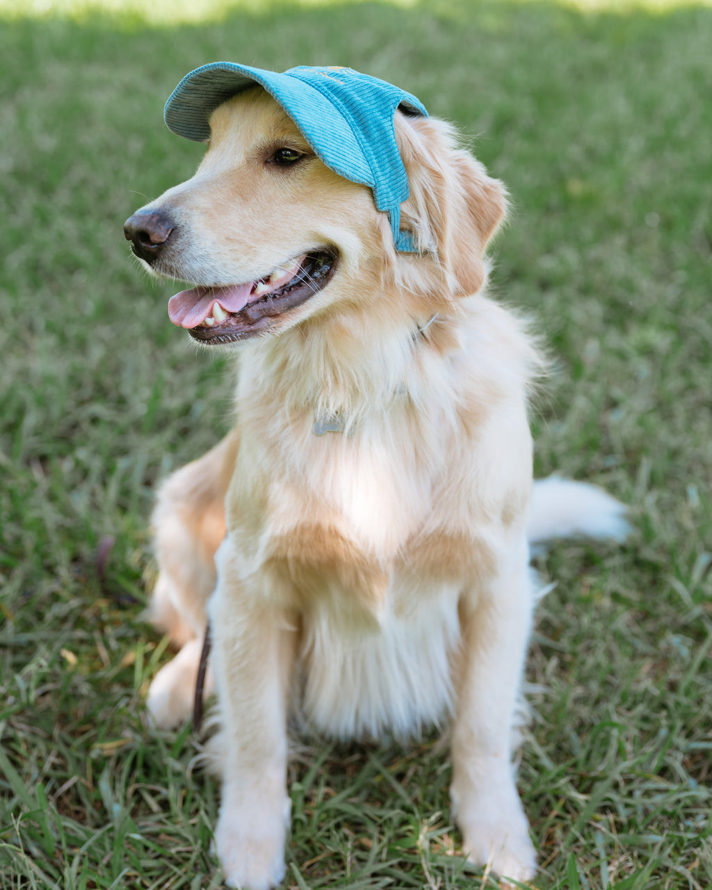 Corduroy Dog Hat – The Golden Life Collection