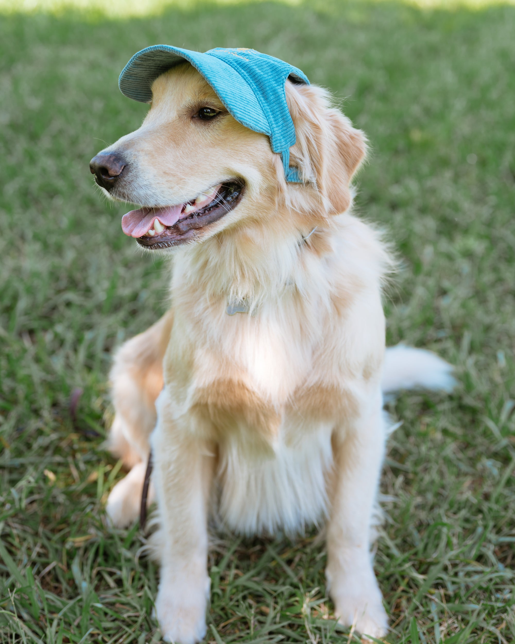 Corduroy Dog Hat – The Golden Life Collection