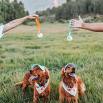 Corduroy Dog Hat – The Golden Life Collection