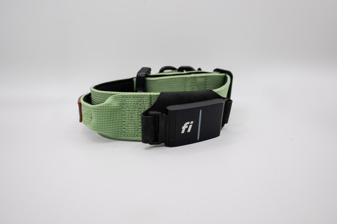 The Golden Life Trail Collar – Dog Collar with Built-In Handle