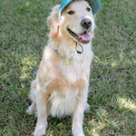 Corduroy Dog Hat – The Golden Life Collection