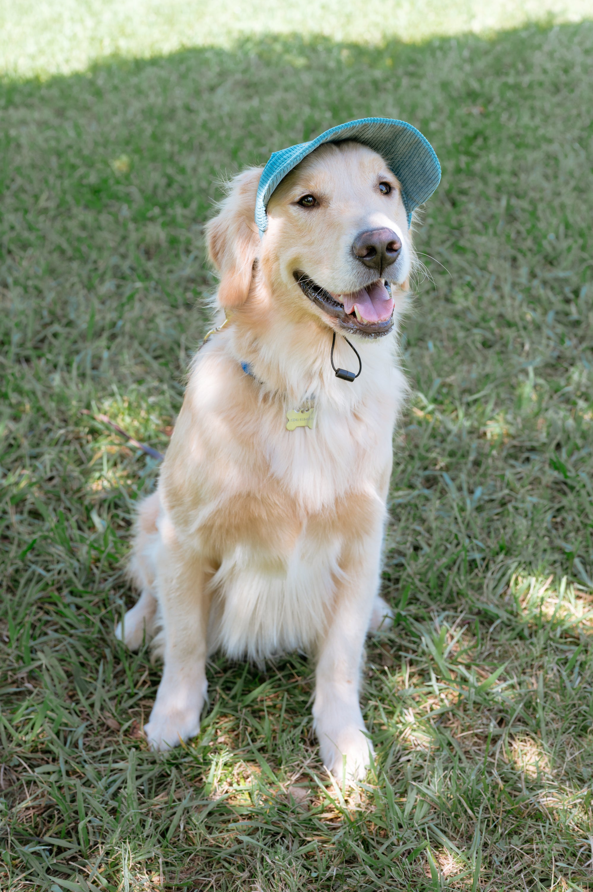 Corduroy Dog Hat – The Golden Life Collection