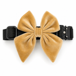 Gold velvet dog bow in golden hour color attached to a black dog collar on a white background