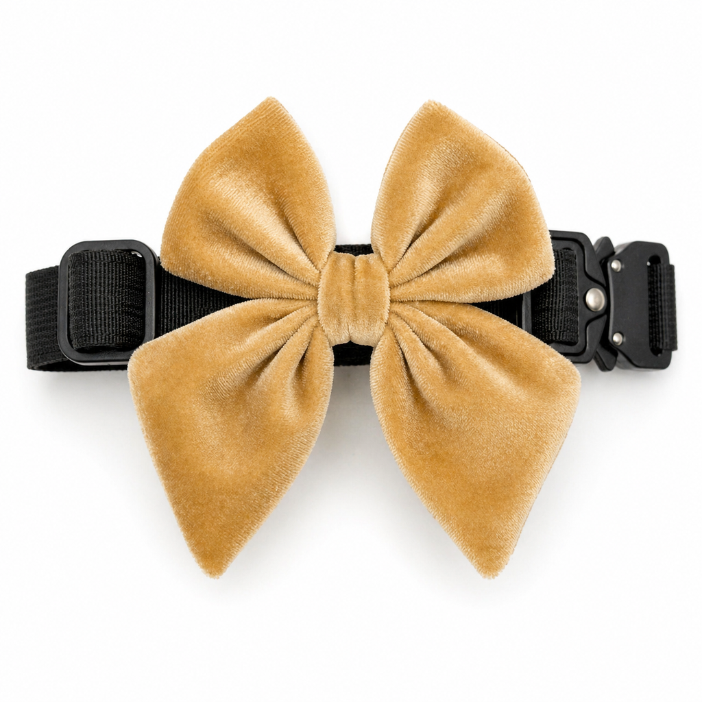 Gold velvet dog bow in golden hour color attached to a black dog collar on a white background