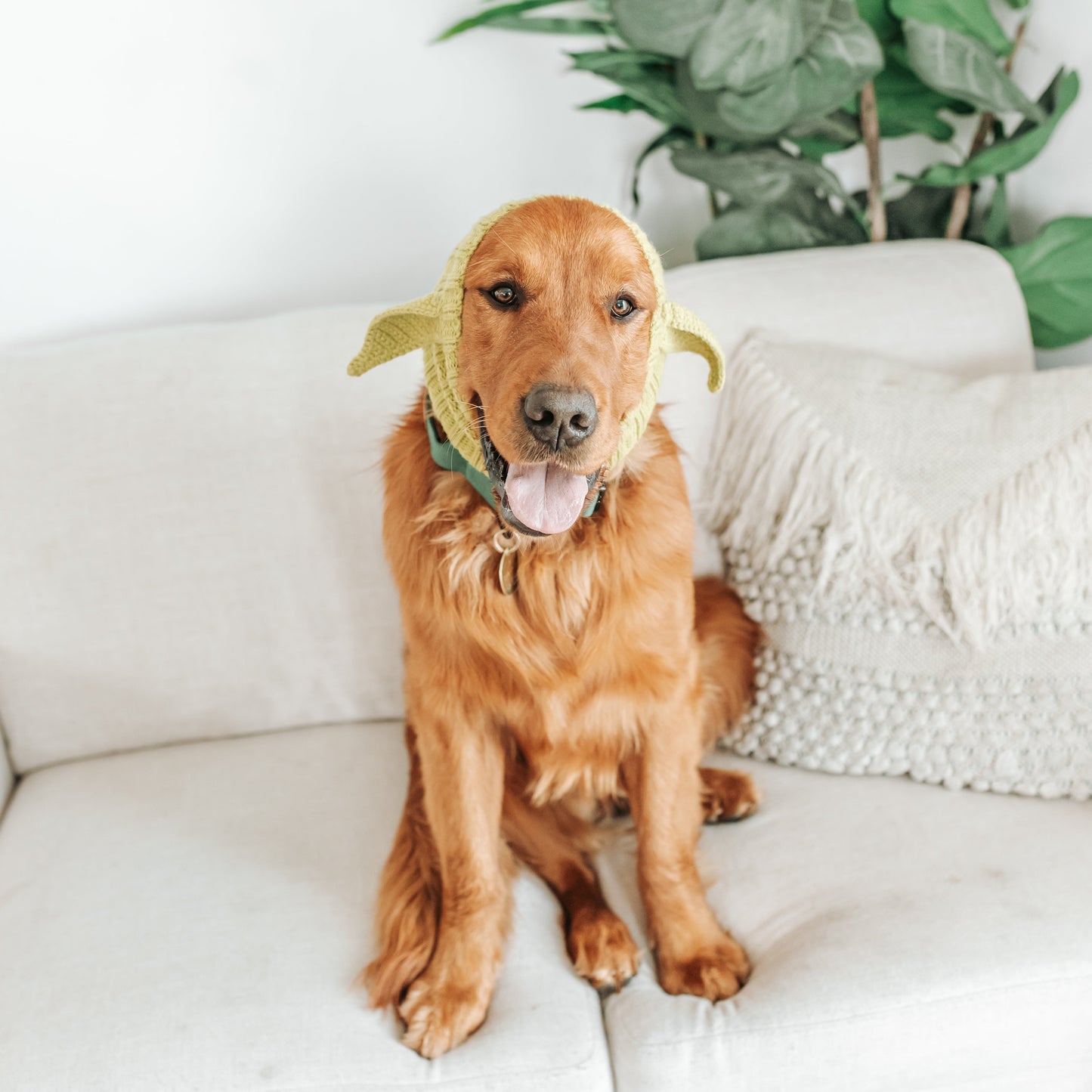 Dog wearing a Yoda knit snood ear warmer sitting comfortably indoors