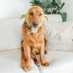 Golden retriever modeling a cozy Yoda-inspired knitted snood for dogs with adorable ear design.