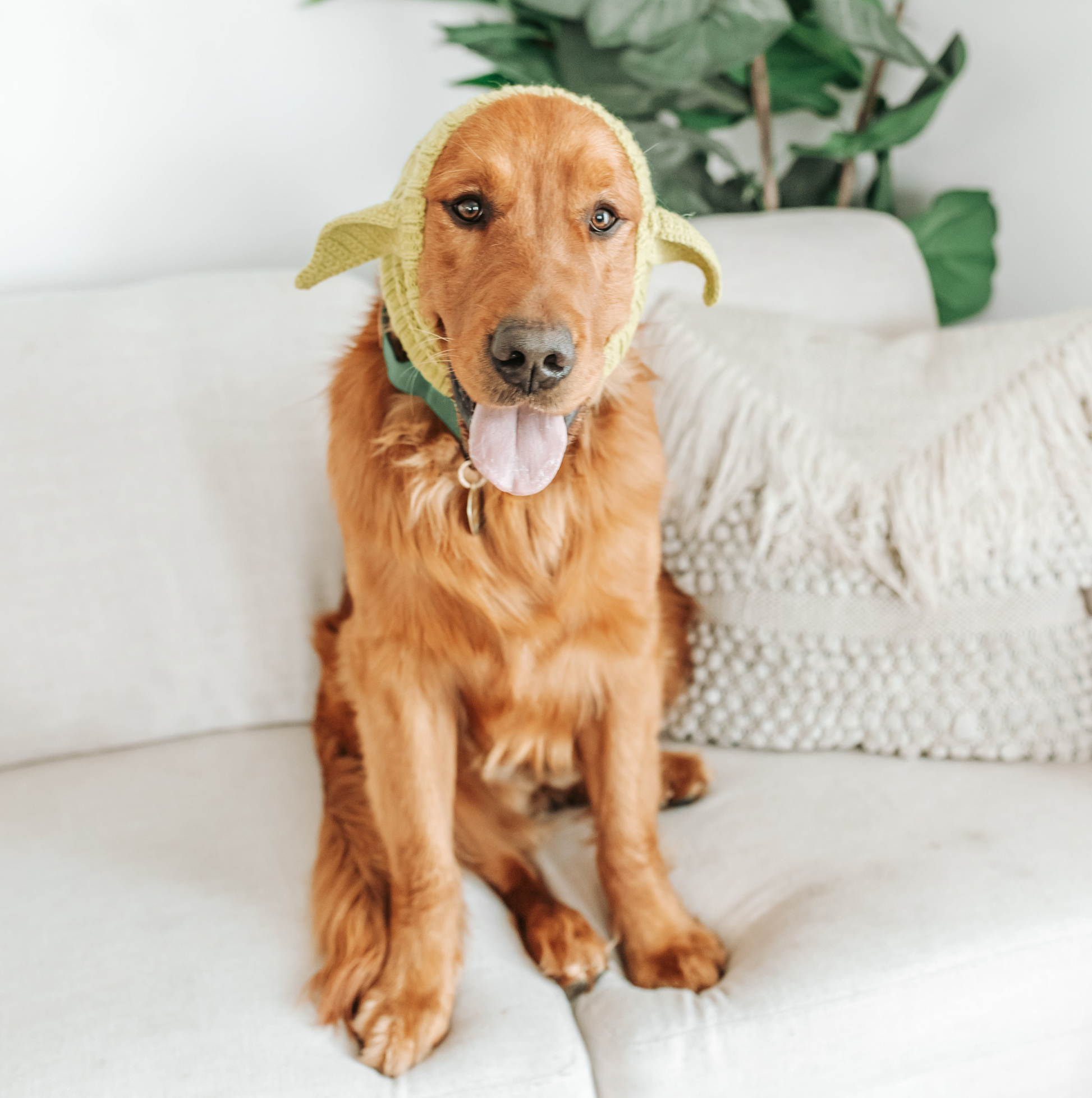 Golden retriever modeling a cozy Yoda-inspired knitted snood for dogs with adorable ear design.